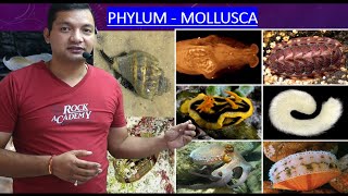 Phylum Mollusca [upl. by Dualc]