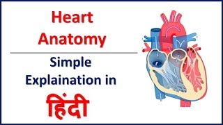 Anatomy Structure of Heart in Hindi  Bhushan Science [upl. by Nelleyram]