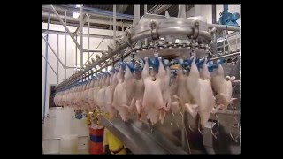 ARAB QATARI COMPANY FOR POULTRY PRODUCTION [upl. by Corabelle791]