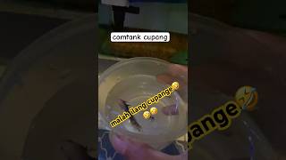 cobain comtank ikan cupang malah di makan 🤣🤣cupangindonesia comtank fishtank aquarium shorts [upl. by Serene]