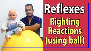 15 Righting Reactions using ball [upl. by Assiluj]