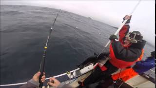 shetland sea fishing  Coalfish Mayhem [upl. by Christye]