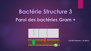 Bactérie Structure 3 COLORATION de GRAMPAROI des BACTERIES GRAM PLUS  sans musique de fond [upl. by Jevon]