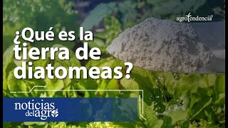 Beneficios de la tierra de diatomeas en el agro 🌱 [upl. by Naujtna344]