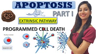 Apoptosis Programmed Cell DeathCell DeathCancer BiologyCell BiologyCSIRNETGATEIITJAMDBTICMR [upl. by Erie]