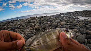 Petites Carangues à lembouchure de l’Étang du Gol La Réunion [upl. by Hpesoy]