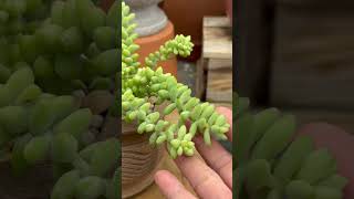 One of our most popular succulents Sedum morganianum quotDonkeys Tailquot [upl. by Bergerac]