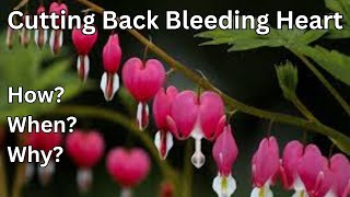 How To Cut Back Bleeding Heart [upl. by Schlesinger]