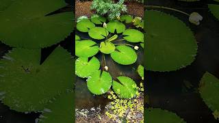 Aambal  Waterlillies  Pond  Meenkulam  Fish Tank  Saree Valan  Guppy Fish  Ornamental Fishes [upl. by Asined]