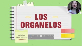 ORGANELOS DE CÉLULAS EUCARIÓTICAS CARACTERÍSTICAS MICROGRAFÍAS Y APRENDER A DIBUJARLOS [upl. by Evannia118]