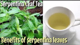 Serpentina Leaf Tea  Benefits of Serpentina Leaves [upl. by Livingston102]