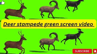 Deer stampede green screen video  deer running  deer walking  No Copyright video [upl. by Goldia]