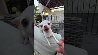 kuchi kuchi🤣 funny video dog viralvideo chihuahua puppy funny pets pet viralvideo comedy [upl. by Anneirda265]