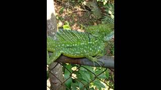 Basiliscus plumifrons [upl. by Camilia779]