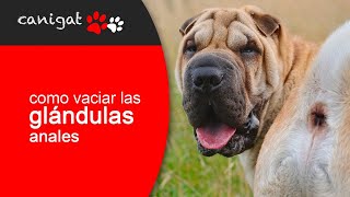 ¿Cómo vaciar las glándulas anales de mi perro 🐶🐾 Consejos veterinarios perro [upl. by Saibot980]