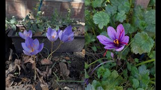 Autumn flowering Crocuses and saffron crocus Crocus speciosus C ochroleucus and C sativus 4K [upl. by Attebasile229]