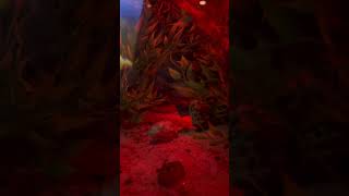 Both alligator snapping turtles luring for fish at night [upl. by Pippy302]