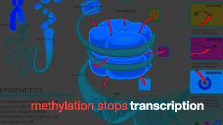 Gene Expression Review Song [upl. by Kerianne109]