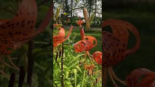 Tiger lilies are a’popping  the two giant ones have joined them [upl. by Ennywg]