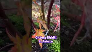 Japanese maple bonsai autumn color Acer palmatum ‘Oridono nishiki’ autumn autumncolors maple [upl. by Oniluap]