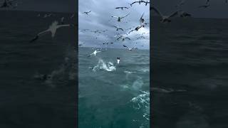 Northern Gannet Amazing Hunting Techniques animals birds wildlife youtubeshorts [upl. by Hanikehs57]