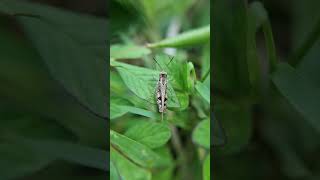 Locust 🦗🦗 locusts shortvideo nature pestcontrol natureinsects blackants [upl. by Wendi]