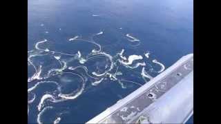 Sitka Alaska Herring Fishery 2008  From the air [upl. by Lazes]