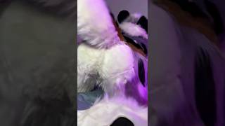 Wag Wag Wag Ft BranDogie  Fursuit Butts [upl. by Spatola]