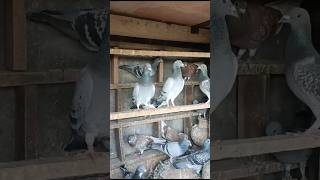 Beautiful pingeon in the world kabutars birds Anasloft youtubeshorts trending shorts video [upl. by Hintze]