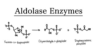 What are Aldolase Enzymes  MCAT Biochemistry  Foundational [upl. by Laughton]