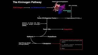 Coagulation  The Kininogen Pathway amp Bradykinin [upl. by Eita]