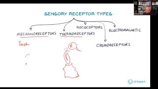 Types of Sensory Receptors [upl. by Neenahs577]