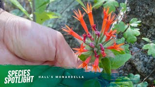 Species Spotlight Halls monardella [upl. by Essilrahc]