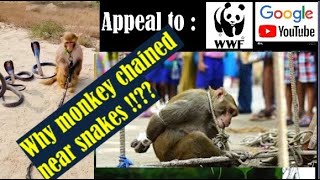 quotUrgent Appeal Stop Animal Cruelty in Online Videos  Why monkeys being chained in front of snakes [upl. by Alcot]