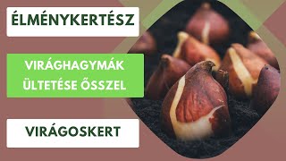 Virághagymák ültetésének az ideje és a fajtákl🌷🪻 [upl. by Gillmore]