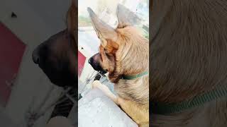 German shepherd dog barking  gsd dog barking  dog barking  puppy barking [upl. by Acus144]