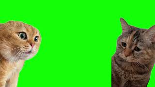 Green Screen Talking Cats Meme  Relationship Cats Meme [upl. by Priest866]