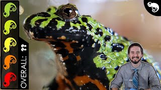 FireBellied Toad The Best Pet Frog [upl. by Aenitsirhc123]