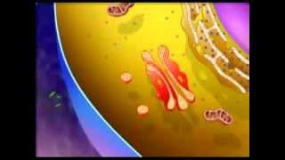 Cell Organelles And Their Function Animation BOTH 3D AND MICROSCOPIC VIEWS [upl. by Thebault]