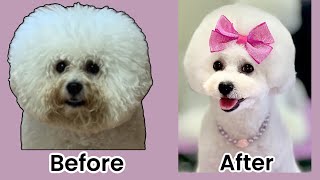 Bichon Grooming An alternative look This is an Asian Fusion Inspired style Easy to maintain groom [upl. by Molton]