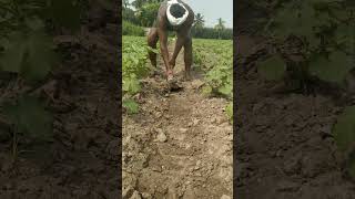 Vendakai thani pasuthal vivasayam vivasayee vivasaye vivasaayi dailyvlog paddycultivation [upl. by Bensen]