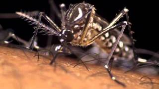 Aedes Aegypti the dengue mosquito in action [upl. by La Verne]