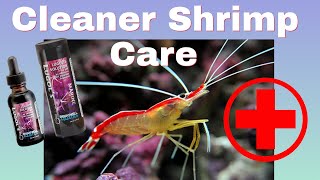 Cleaner Shrimp How To Care For Cleaner Shrimp Parasite Control In Your Reef Tank [upl. by Aened]