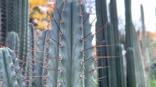 Verne’s Trichocereus peruvianus ’Glaucus’ [upl. by Beniamino830]