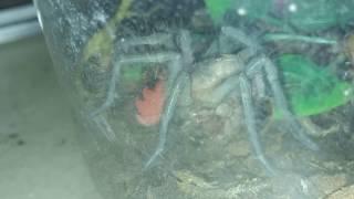 Pamphobeteus sp nigricolor Update Just Molted [upl. by Ailekahs662]