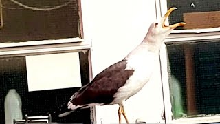 Seagull Sounds  Seagull Call  Seagulls Sounds  Seagull sound effect  Seagull Noises [upl. by Formenti978]