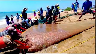 Amazing Seine Fishing Using Tractors  Amazing Big Catch Fishing Skill [upl. by Giorgio543]