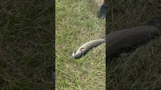 Mud Fish On The Hook 🎣 mudfishing mudfish fypyoutube fish fishspecies gifted giftedfishing [upl. by Trever]