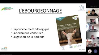 Webinaire L’écornageébourgeonnage en élevage caprin – Les bonnes pratiques [upl. by Legra]