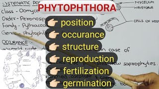 Life cycle of Phytophthora  Fungi  with notes conceptualizestudy [upl. by Mutat810]